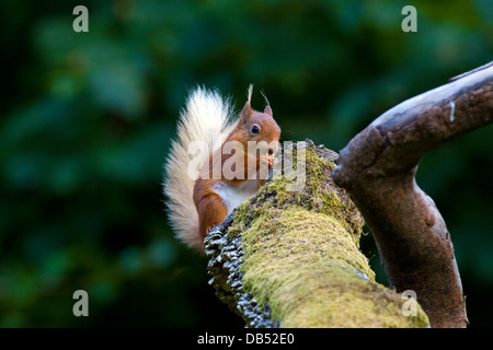 Eichhörnchen Sciurus Vulgaris, auf gefallenen Ast, Halbinsel Cooley, Louth, Irland Stockfoto