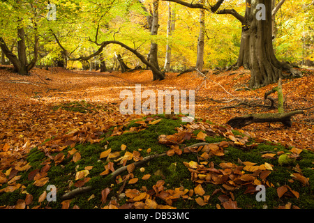 Allee der alten Buche Bäume innerhalb Thunderdell Holz in vollen Herbstfarben, Ashridge Estate, Hertfordshire, England Stockfoto