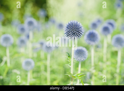 Masse des blauen Echinops Blütenköpfe Stockfoto