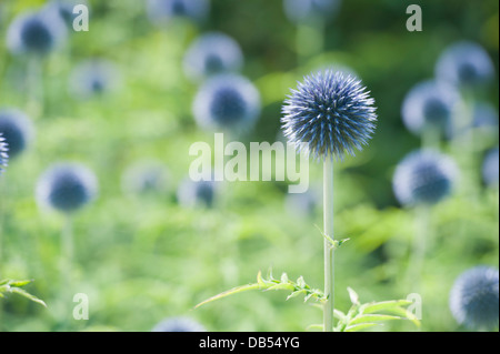 Masse des blauen Echinops Blütenköpfe Stockfoto