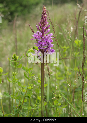 Gemeinsame gefleckte Orchidee / Dactylorhiza Fuchsii / Fuchs Knabenkraut Stockfoto