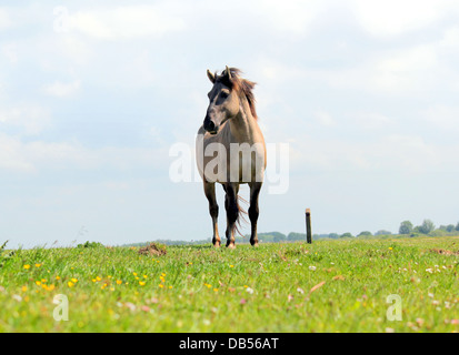 Polnische primitive Pferd aka Konik, niedrige Sicht Stockfoto