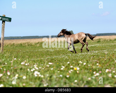 Polnische Primitive horse aka Konik-Pferd im Galopp auf Hochtouren in einem Feld voller Blumen Stockfoto