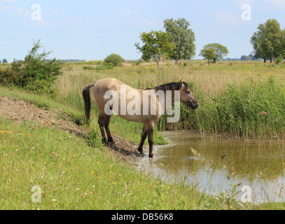 Polnische primitive Pferd aka Konik-Pferd Trinkwasser Stockfoto