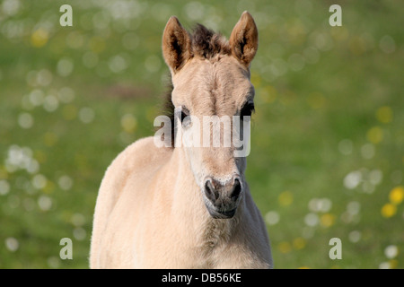 Close-up ein Konik-Pferd-Fohlen in einer Sommerwiese mit Blumen Stockfoto