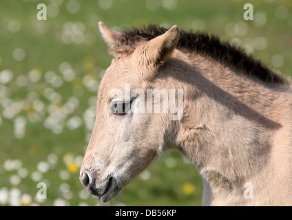 Close-up ein Konik-Pferd-Fohlen in einer Sommerwiese mit Blumen Stockfoto