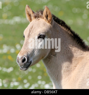 Fohlen polnischen primitive Pferd aka Konik in Nahaufnahme im Frühjahr Stockfoto