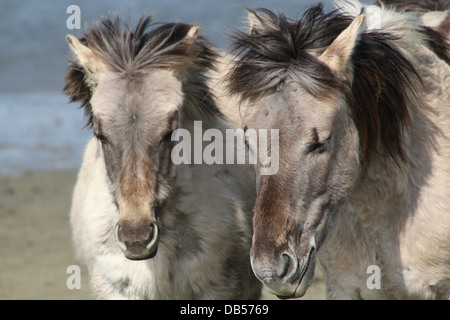 Close-up Portrait von zwei polnischen primitiven Pferde aka Konik-Pferde Stockfoto
