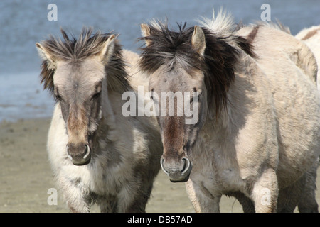 Nahaufnahme von zwei polnischen primitiven Pferde aka Konik-Pferde Stockfoto