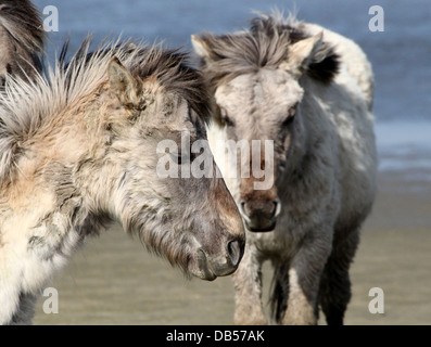 Nahaufnahme von zwei polnischen primitiven Pferde aka Konik-Pferde Stockfoto