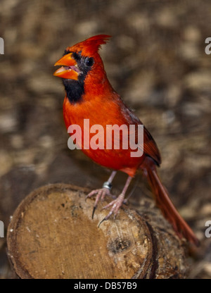 Nördlichen Kardinal männlich (Cardinalis Cardinalis) Stockfoto