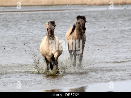 Zwei temperamentvolle polnischen primitiven Pferde aka Konik Pferde laufen durch die Gischt am Strand Stockfoto