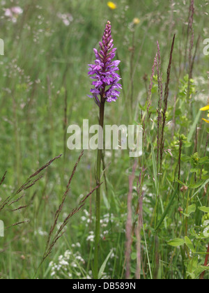 Gemeinsame gefleckte Orchidee / Dactylorhiza Fuchsii / Fuchs Knabenkraut Stockfoto