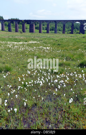 Baumwolle-Wollgras Angustifolium in Front große Wasser der Flotte Viadukt Dumfries und Galloway Cairnsmore of Fleet Naturschutzgebiet Moor Stockfoto