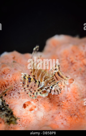 Eine winzige juvenile Rotfeuerfisch (Pterois) Stockfoto