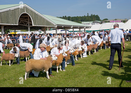 Texel Sheep Livestock urteilt bei der Great Yorkshire Show im Sommer Harrogate North Yorkshire England Großbritannien Großbritannien Großbritannien Großbritannien Großbritannien Großbritannien Großbritannien Großbritannien und Nordirland Stockfoto