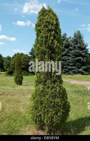 Zwei weiße Zeder (Thuja Occidentalis) Stockfoto