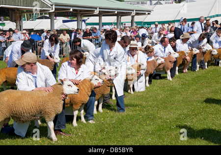 Farmer zeigen Texel-Schafe auf der Great Yorkshire Show im Sommer Harrogate North Yorkshire England Großbritannien Großbritannien Großbritannien Großbritannien Großbritannien Großbritannien Großbritannien Großbritannien und Nordirland Stockfoto