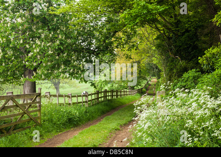 Ausgefahrene grüne Landstraße im Frühjahr unter der bewaldeten Landschaft des Weingutes Holdenby House, Northamptonshire, England. Stockfoto