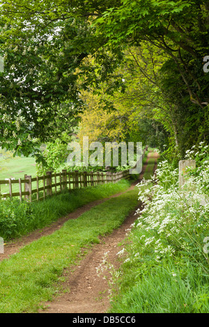 Allee und ausgefahrenen grüne Landstraße Anzeigen von dem üppigen grünen Laub des Frühlings auf Holdenby House Estate, Northamptonshire, England Stockfoto