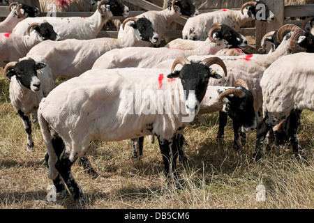 Herde von gescherten Swaledale-Schafen nach dem Scheren im Sommer North Yorkshire England Großbritannien Großbritannien Großbritannien Großbritannien Großbritannien Großbritannien Großbritannien Großbritannien Großbritannien Großbritannien Stockfoto