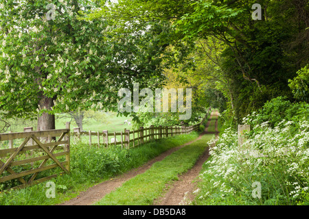 Ausgefahrene grüne Landstraße im Frühjahr unter der bewaldeten Landschaft des Weingutes Holdenby House, Northamptonshire, England Stockfoto