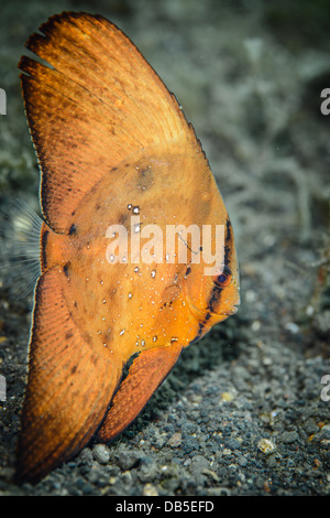 Eine juvenile kreisförmigen Spadefish oder Fledermausfisch imitieren ein Blatt in der Nähe von dem schwarzen Sandboden Stockfoto