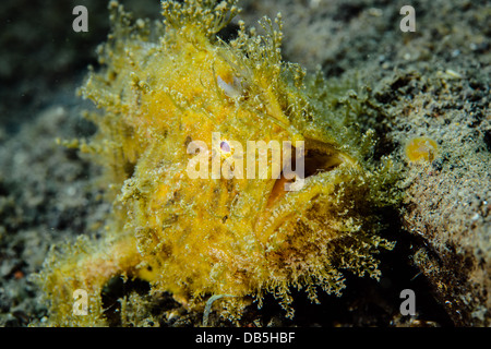 Eine haarige Anglerfische oder gekerbten Anglerfisch (Antennarius gerastert) aus Lembeh Strait, Indonesien Stockfoto