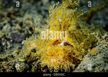 Eine haarige Anglerfische oder gekerbten Anglerfisch (Antennarius gerastert) aus Lembeh Strait, Indonesien Stockfoto