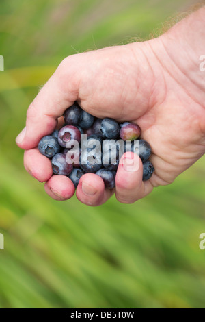 Vaccinium Corymbosum. Gärtner-Hand-Betrieb nahm Blueberry Spartan Obst Stockfoto