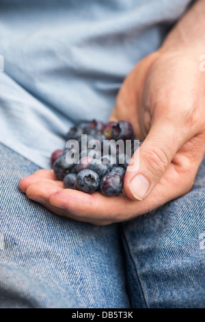 Vaccinium Corymbosum. Gärtner-Hand-Betrieb nahm Blueberry Spartan Obst Stockfoto