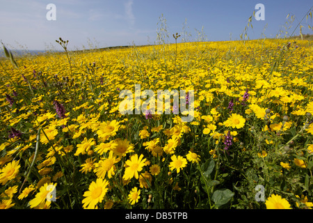 Im Juli kann West Pentire in der Nähe von Newquay, sein atemberaubend schön mit reichlich Wildblumen vom National Trust verwaltet. Stockfoto