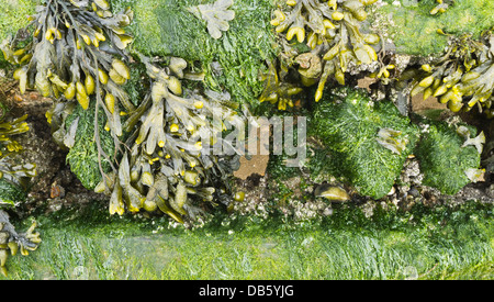Algen wachsen auf einem hölzernen Buhne. Stockfoto