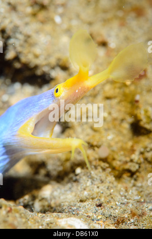 Eine männliche Blue Ribbon Aal aus der Lembeh Strait, Indonesien Rhinomuraena quaesita Stockfoto