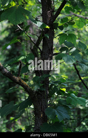 Honig-Robinie. Stockfoto