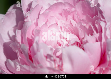 Rosa Pfingstrose Blume hautnah. Stockfoto