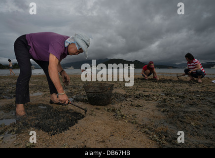 Eine Frau sucht Herzmuscheln Lung Mei Strand entlang in Tai Mei Tuk, Tai Po am 20. April 2013 in Hongkong. Stockfoto