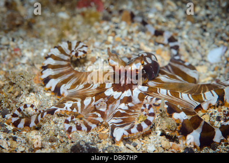 ein Wonderpus Oktopus auf der Jagd nach Beute. In der Lembeh Strait, Nord-Sulawesi gesichtet Stockfoto