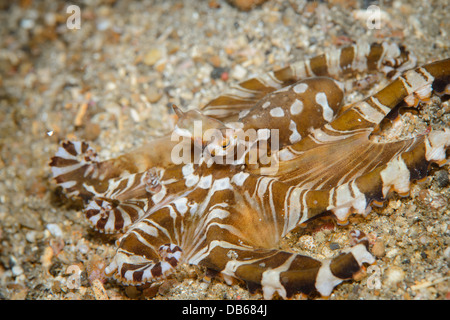 ein Wonderpus Oktopus auf der Jagd nach Beute. In der Lembeh Strait, Nord-Sulawesi gesichtet Stockfoto