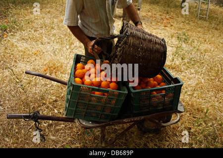 Ein Bauer bringt einen leeren Weidenkorb auf zwei Boxen mit Orangen liegen in einer Schubkarre in Los Tamayos Bio-Bauernhof Stockfoto