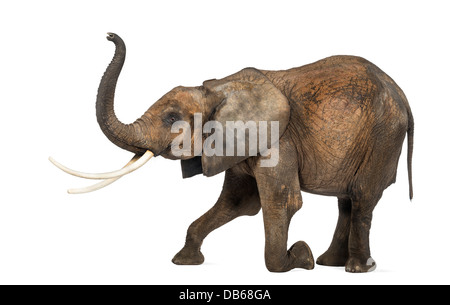 Seitenansicht eines afrikanischen Elefanten, Loxodonta Africana, kniend und Durchführung vor weißem Hintergrund Stockfoto