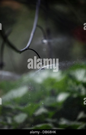 Regner bewässern Pflanzen in Los Tamayos Bio-Bauernhof in Prado del Rey, Cádiz, Andalusien, Spanien Stockfoto