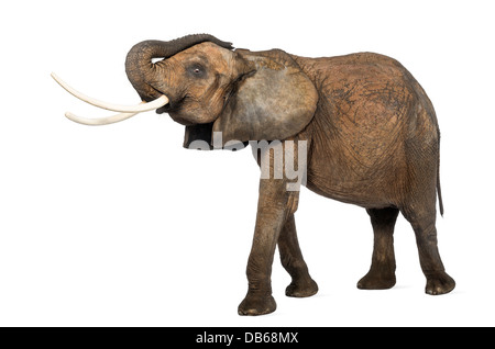 Seitenansicht eines afrikanischen Elefanten, Loxodonta Africana, stehend vor weißem Hintergrund Stockfoto