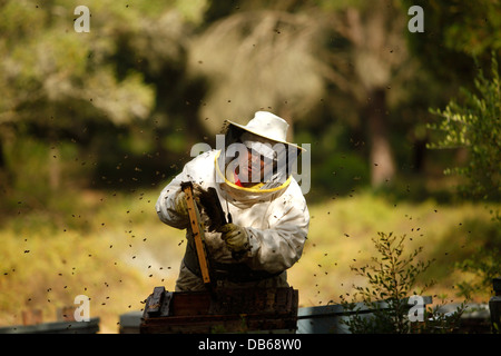 Ein Puremiel, ein Honig-Unternehmen, das produziert Bio rohen-Honig-Imker prüft Bienenstöcke im Naturpark Los Alcornocales Stockfoto