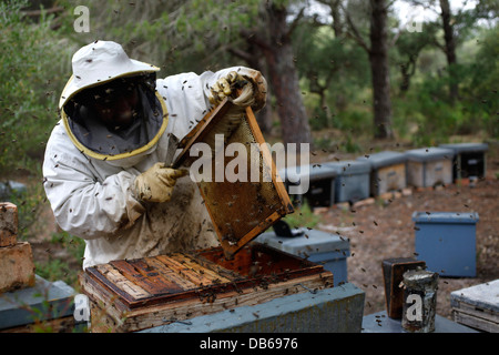 Ein Puremiel, ein Honig-Unternehmen, das produziert Bio rohen-Honig-Imker prüft Bienenstöcke im Naturpark Los Alcornocales Stockfoto