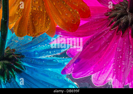 Die Unterseite des bunten nassen Daisy Blumen Stockfoto