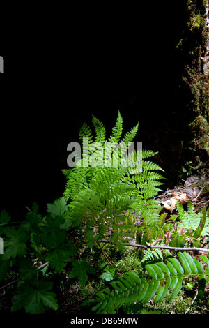 Farne wachsen auf dem Waldboden im Willamette National Forest, Oregon, USA. Stockfoto