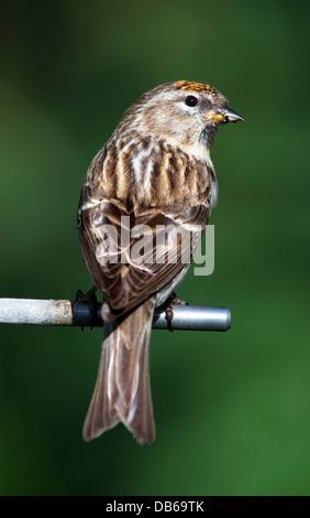 Porträt von einem weiblichen Redpoll thront auf einem Garten Vogelhäuschen Stockfoto