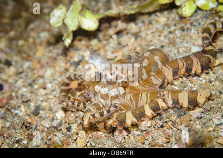 ein Wonderpus Oktopus auf der Jagd nach Beute. In der Lembeh Strait, Nord-Sulawesi gesichtet Stockfoto