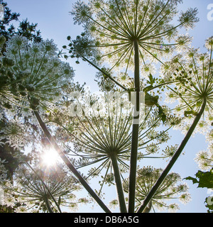 Wurm's – Blick auf Riesen-Bärenklau / Wagenrad-Blume (Heracleum Mantegazzianum) schließen gegen blauen Himmel Stockfoto